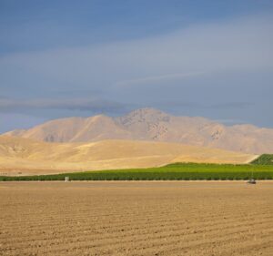 Campo