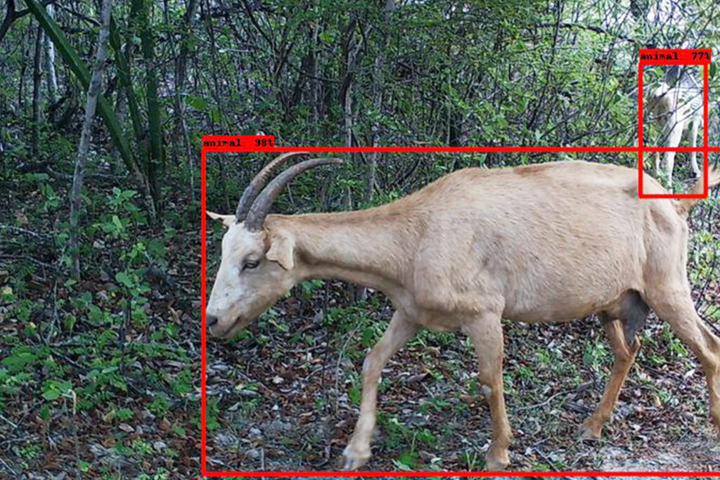 Cuadros rojos delinean a dos animales en el suelo de la selva tropical