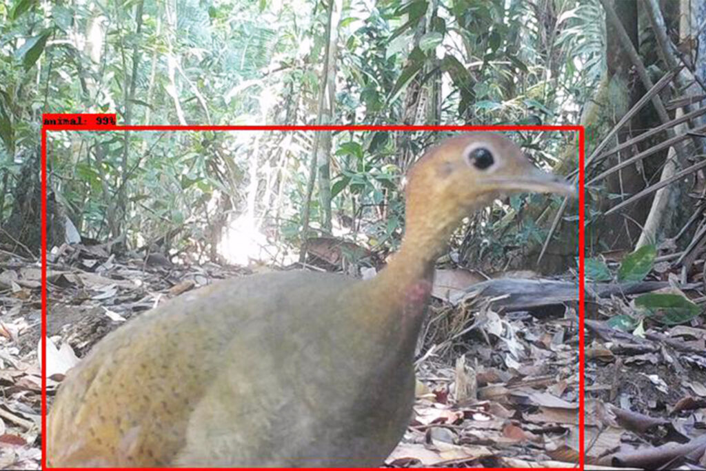 Un cuadro rojo delinea un pájaro en el suelo de la selva tropical.