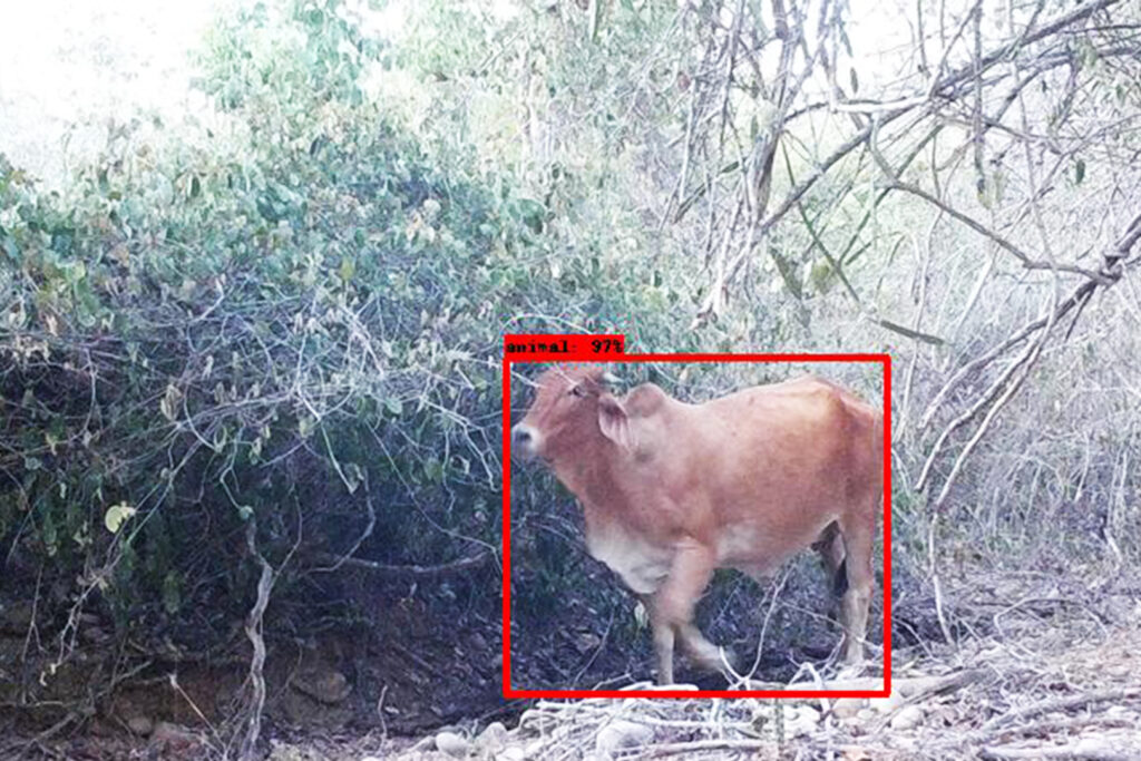 Un cuadro rojo delinea una vaca en el suelo de la selva tropical por la noche