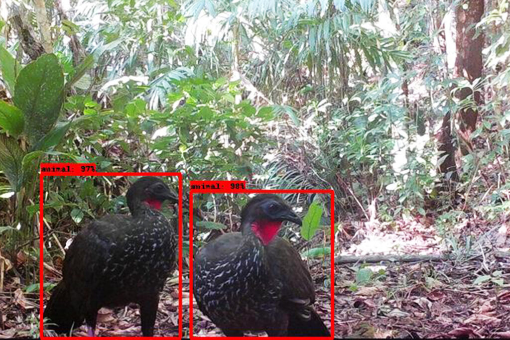 Los cuadros rojos delinean dos pájaros negros en el suelo de la selva tropical