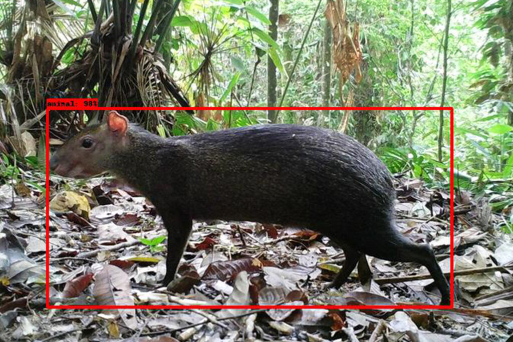 Un cuadro rojo delinea un animal en el suelo de la selva tropical