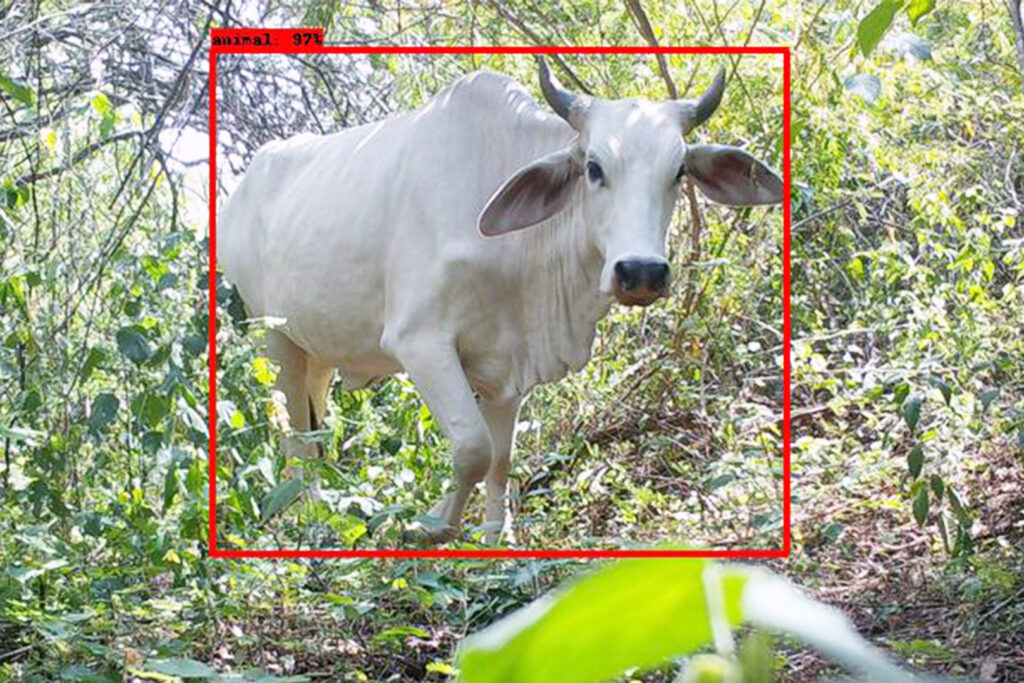 Un cuadro rojo delinea una vaca en el suelo de la selva tropical por la noche